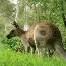 Wild kangaroo